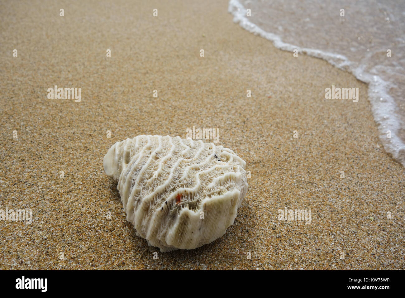 stony coral on the beach Stock Photo