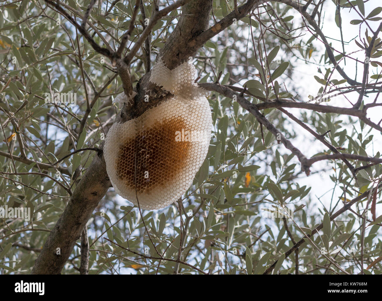 A wild honeycomb in a tree seen along the Via Crucis, Taormina, Sicily, Europe Stock Photo