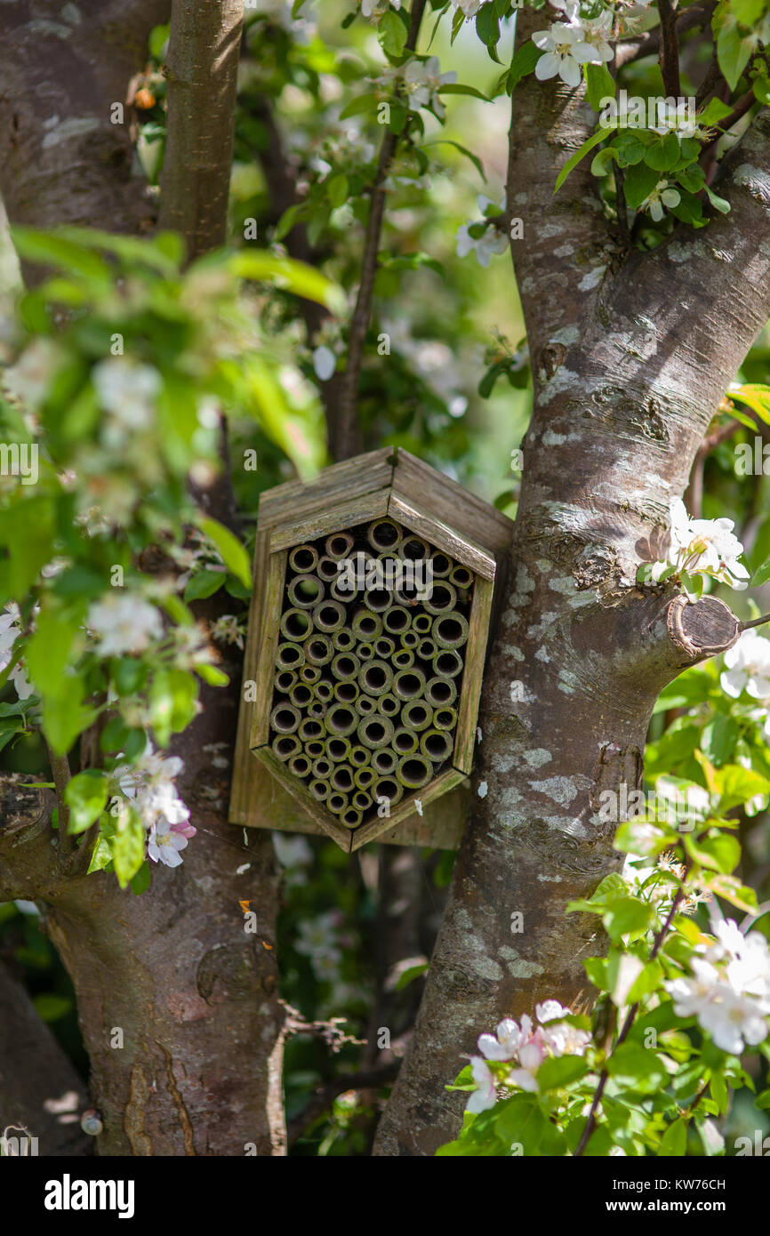 Insect shelter positioned in an apple tree in flower on an allotment, Stroud, UK Stock Photo