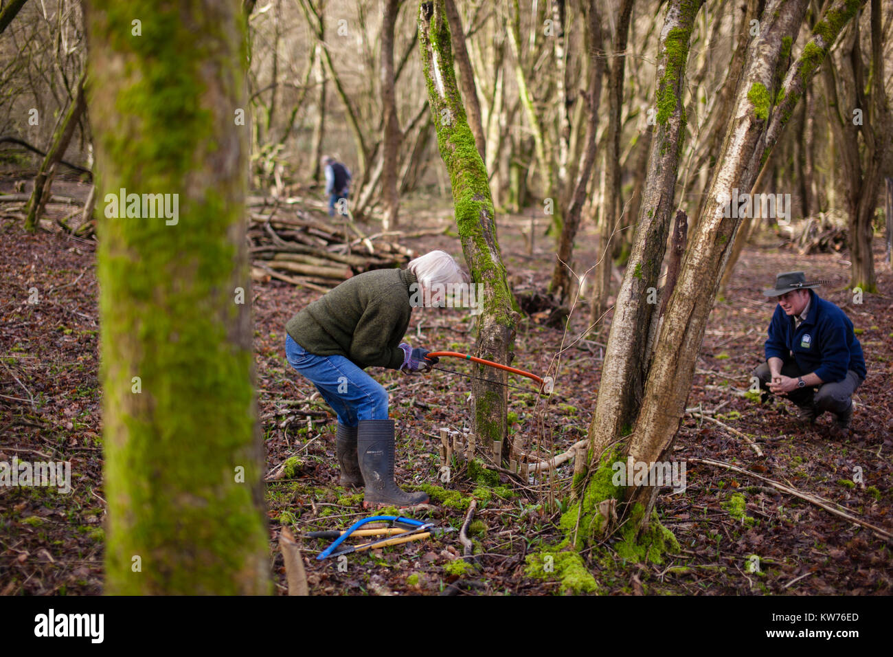 AONB Cotswolds volunteers coppicing Hazel woodland in Ullenwood, Gloucestershire, UK Stock Photo
