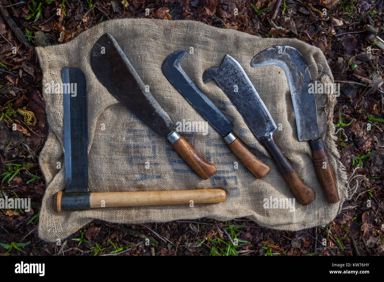 Traditional hand tools for coppicing hazel (Corylus avellana) and hedge laying, Ullenwood, Coberley, UK. Stock Photo