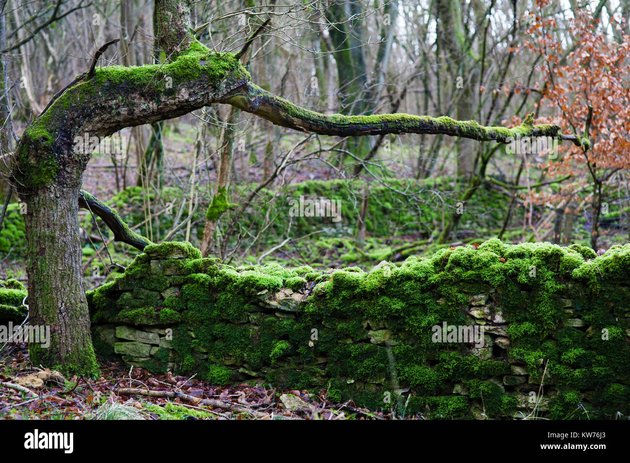 Moss covered and decayed stone wall, Ullenwood, Coberley, UK Stock Photo