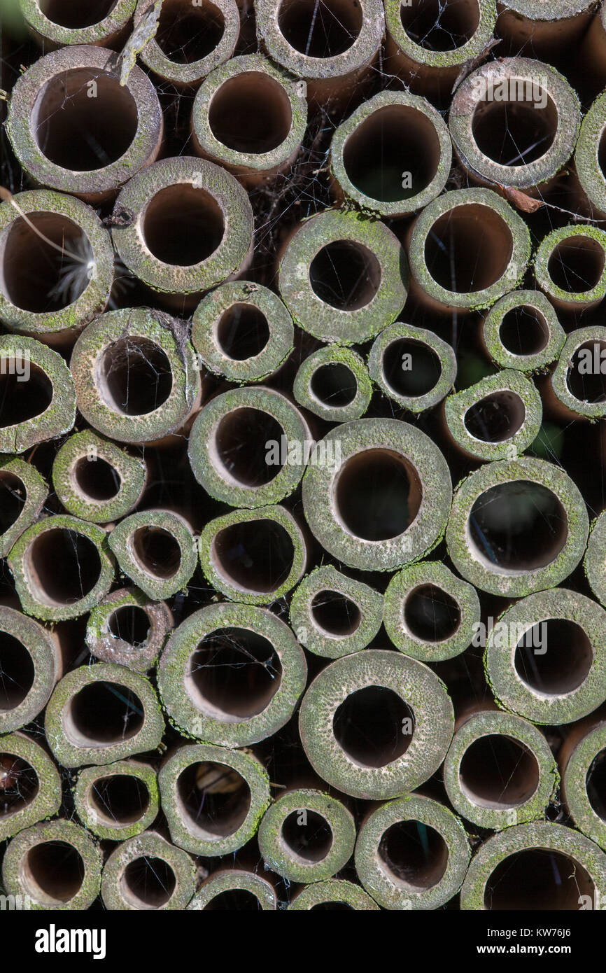 Close up of garden insect shelter in an apple tree, Stroud, Gloucestershire, UK Stock Photo