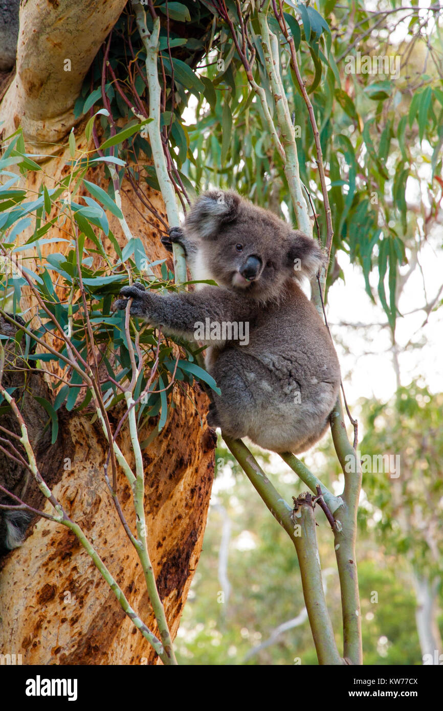 A koala bear sitting on a tree and looking curiously. Stock Photo