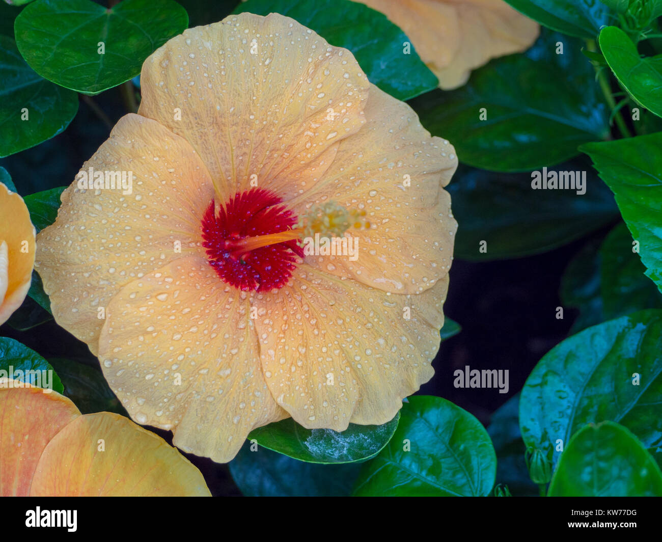 bright hibiscus flower on green nature background Stock Photo