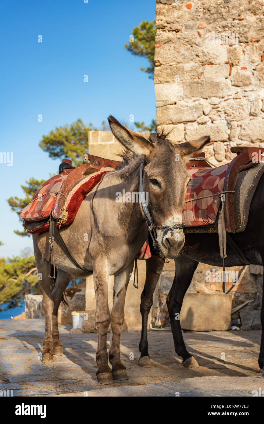 Visit Holiday High Resolution Stock Photography and Images - Alamy