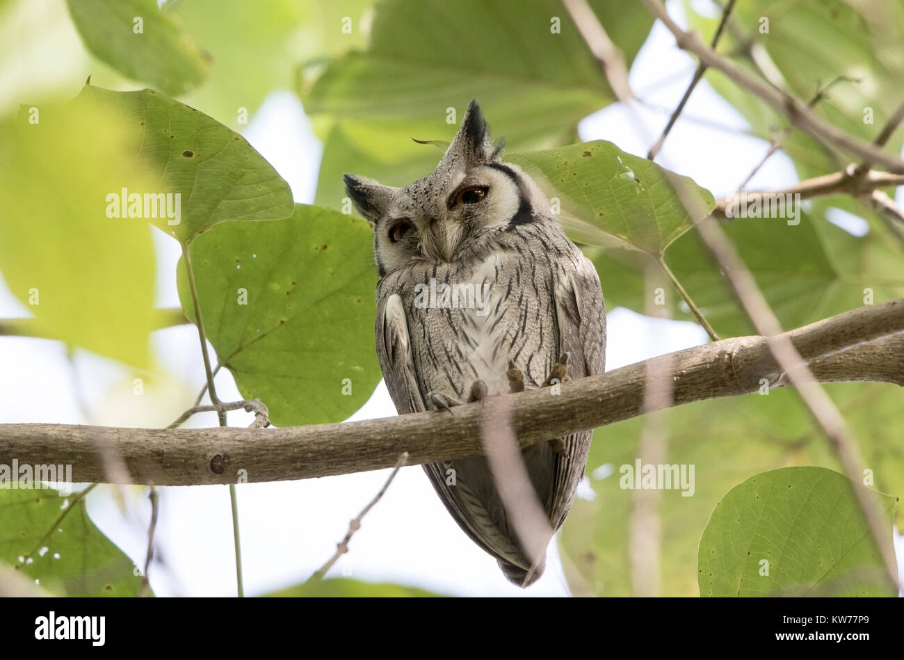 northern white-faced owl Ptilopsis leucotis adult roosting in tree in daytime, Gambia Stock Photo