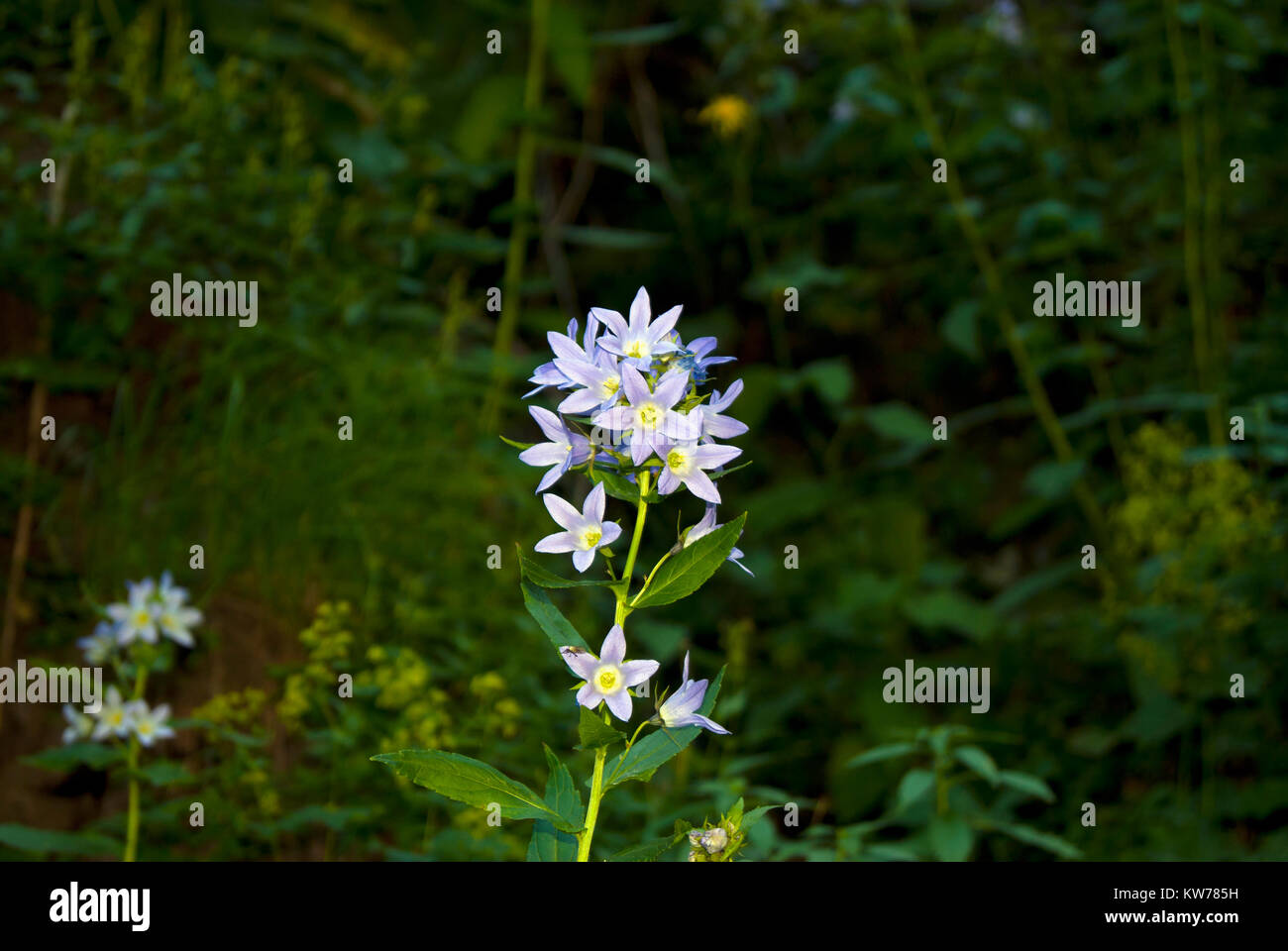 beautiful sunlit inflorescence of a bell closeup on a blurred dark forest background Stock Photo