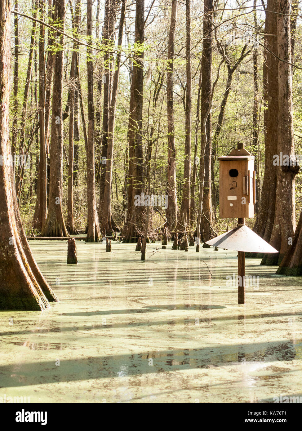 Wood duck nest hires stock photography and images Alamy
