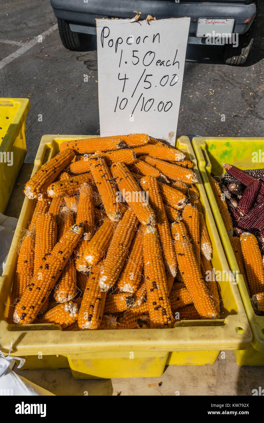 Popcorn on the cob displayed for sale at the farmer's market in Santa