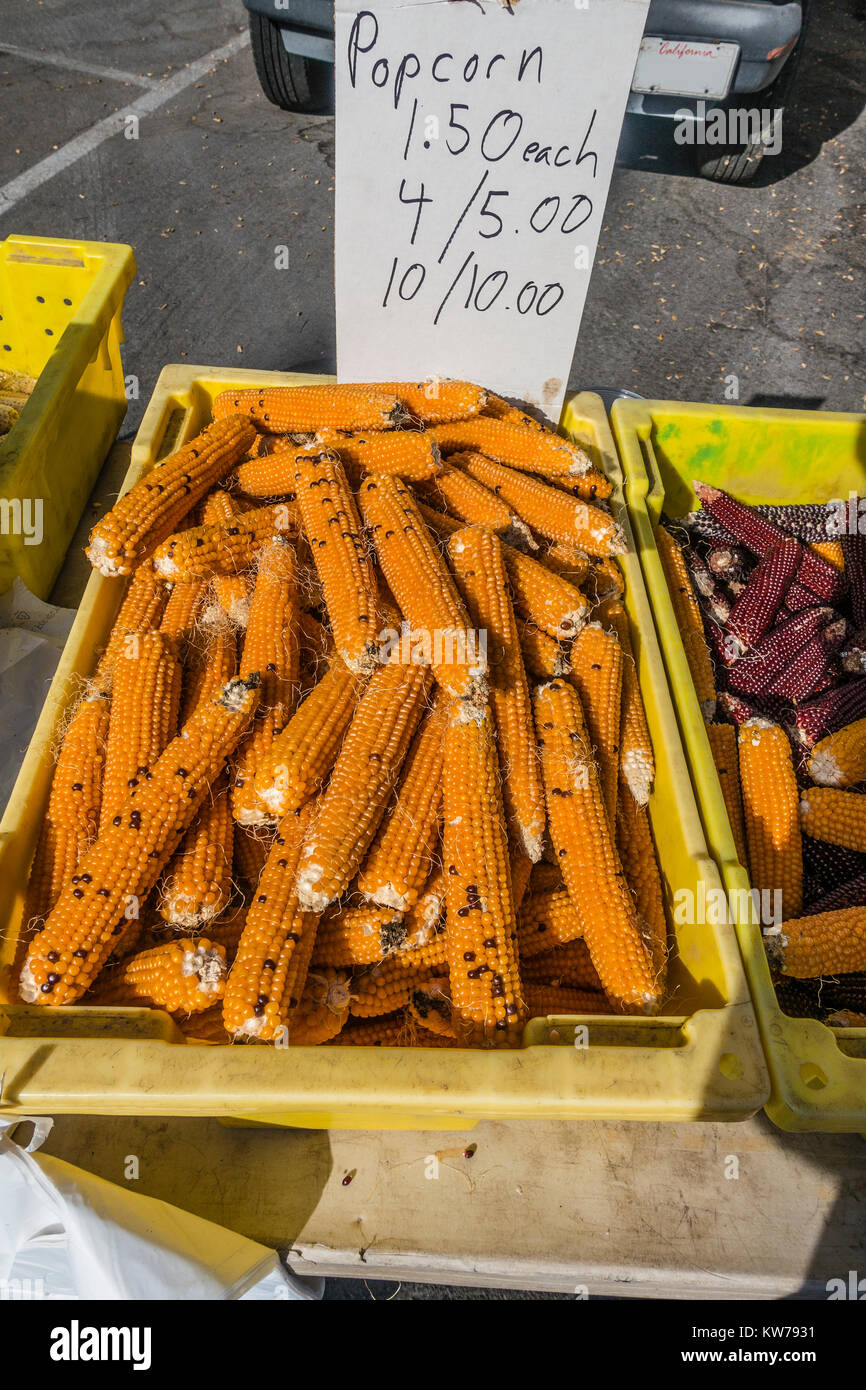 Popcorn on the cob displayed for sale at the farmer's market in Santa