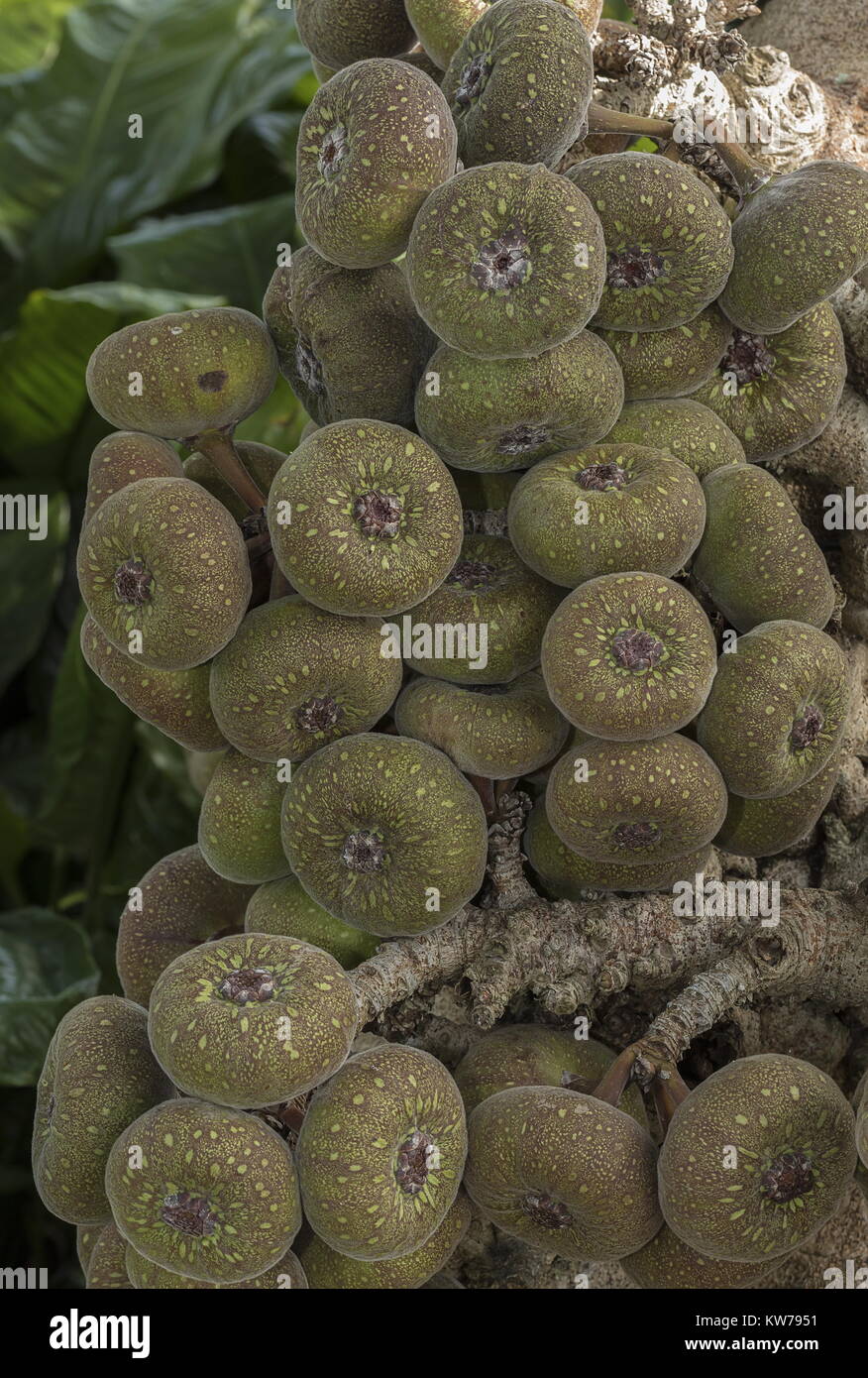 The ripe fruit of Roxburgh Figs, Ficus auriculata, from South-east Asia. Stock Photo
