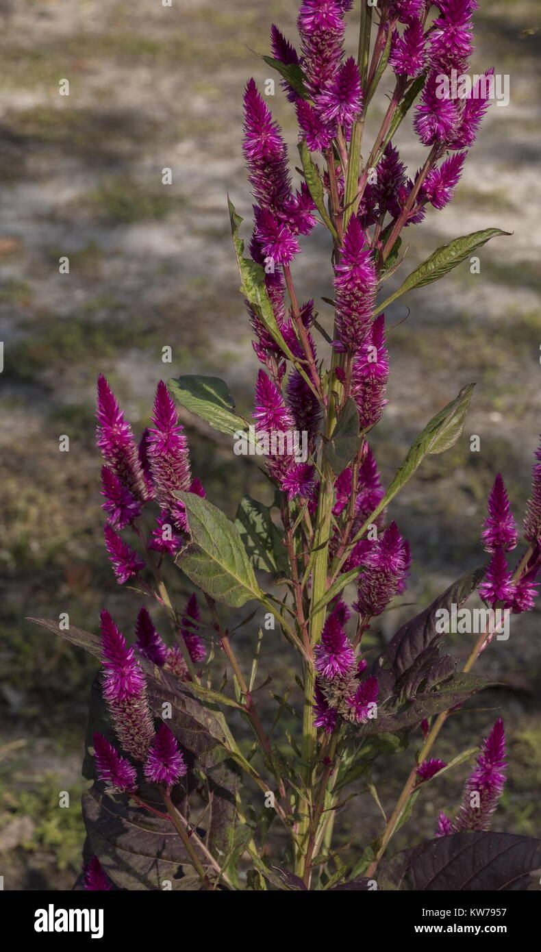 Wheatstraw Celosia or Flamingo Feathers, Celosia spicata, in flower. Stock Photo