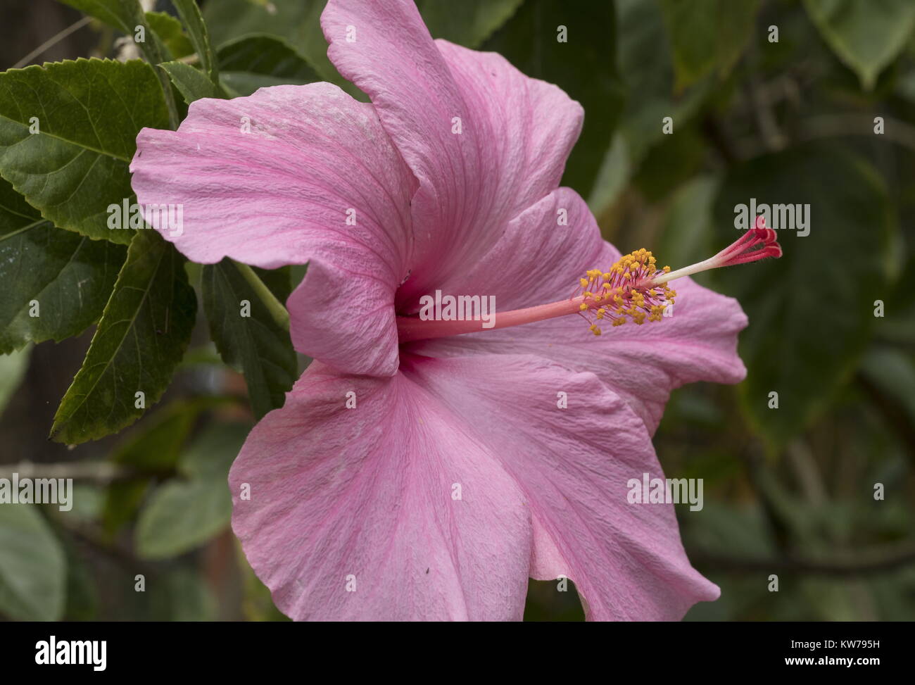 Chinese Hibiscus Hibiscus Rosa Sinensis In Flower In Garden From