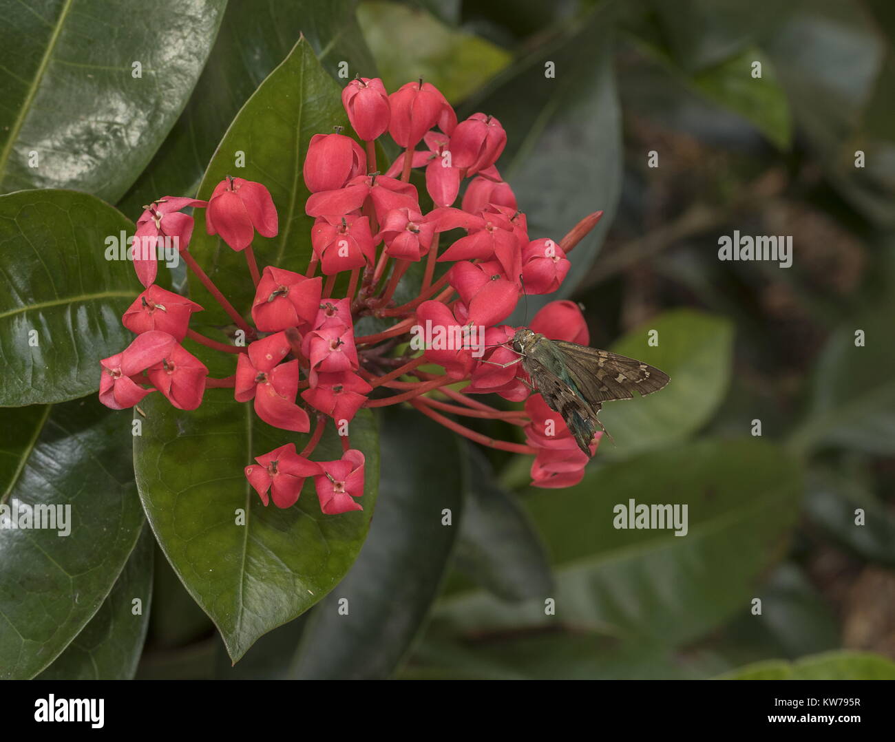 Maui Red Ixora, Ixora coccinea 'Maui Red' being visited by Long-tailed Skipper, Urbanus proteus (missing its tails). Florida garden. Stock Photo