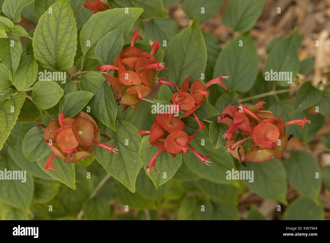 Chinese Hat, Holmskioidia sanguinea, in flower in garden, Florida. Stock Photo