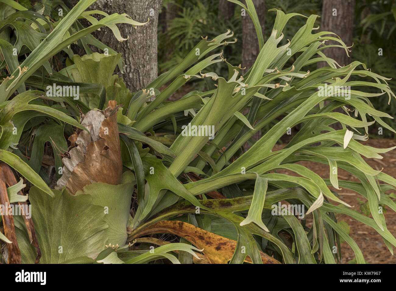 Staghorn fern, Platycerium bifurcatum, growing as an epiphyte on tree. SE Asia. Stock Photo