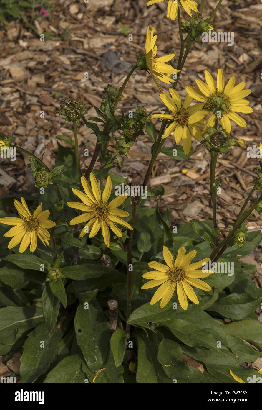 Starry Rosinweed, Silphium asteriscus, from south-eastern USA. Stock Photo