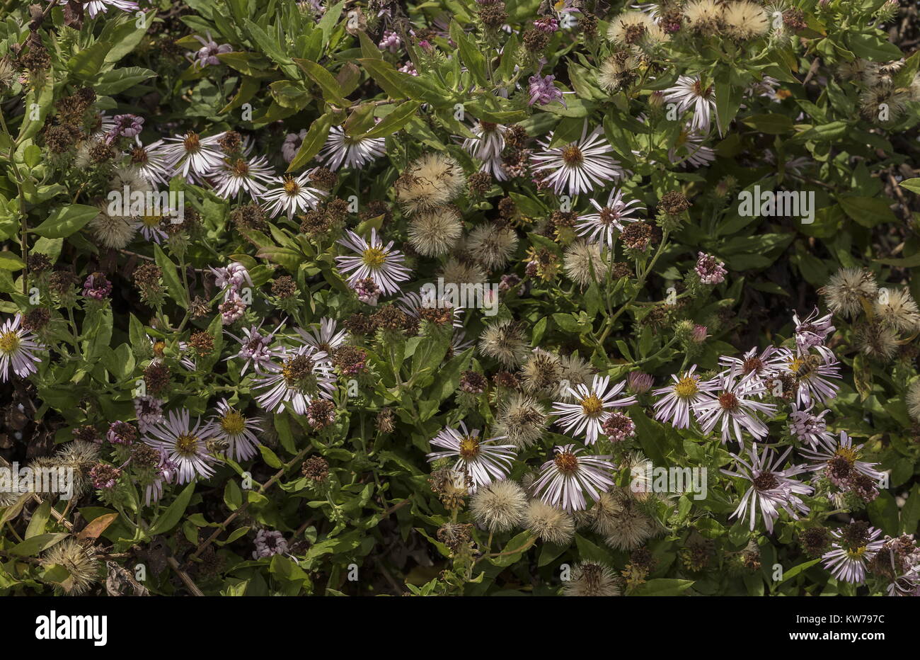 Climbing Aster, Symphyotrichum carolinianum, from eastern USA, widely planted in gardens. Stock Photo
