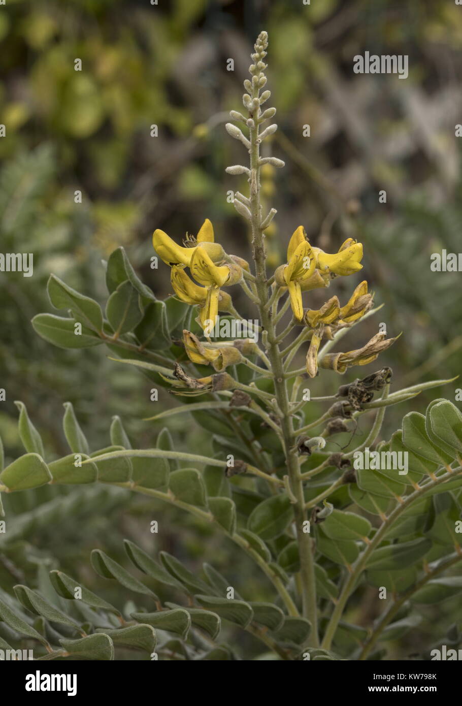 Necklace Pod, Sophora tomentosa, in flower; native to Florida, and widely planted as nectar-plant. Stock Photo