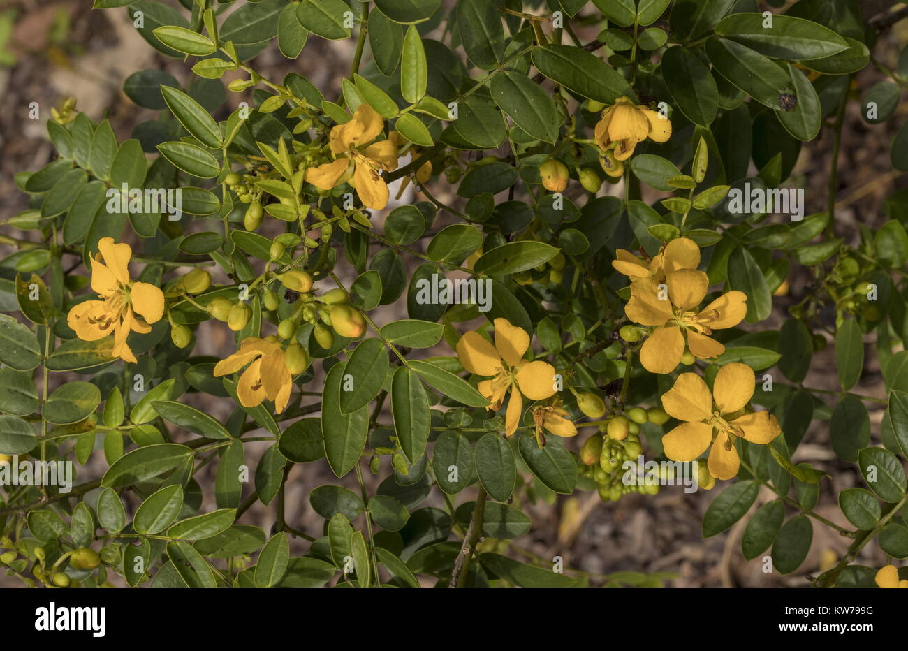 Bahama Cassia, Senna mexicana chapmanii, in flower; Florida. Stock Photo