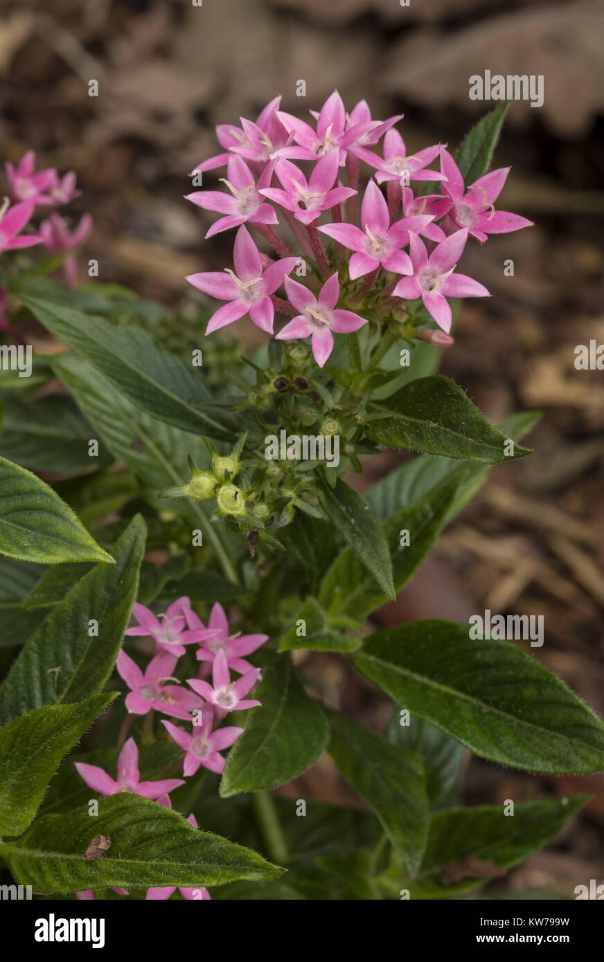 Egyptian Starcluster, Pentas lanceolata, in flower; from northern Africa Stock Photo