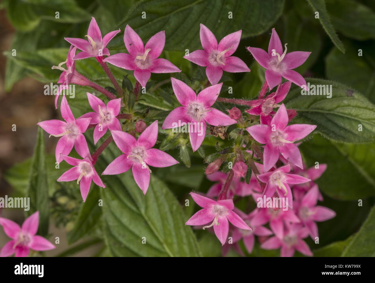 Egyptian Starcluster, Pentas lanceolata, in flower; from northern Africa Stock Photo