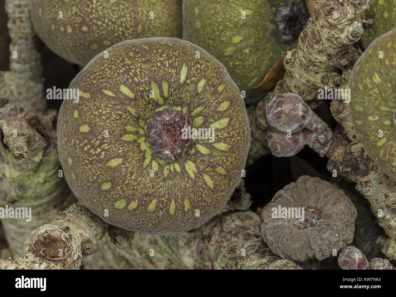 The ripe fruit of Roxburgh Figs, Ficus auriculata, from South-east Asia. Stock Photo