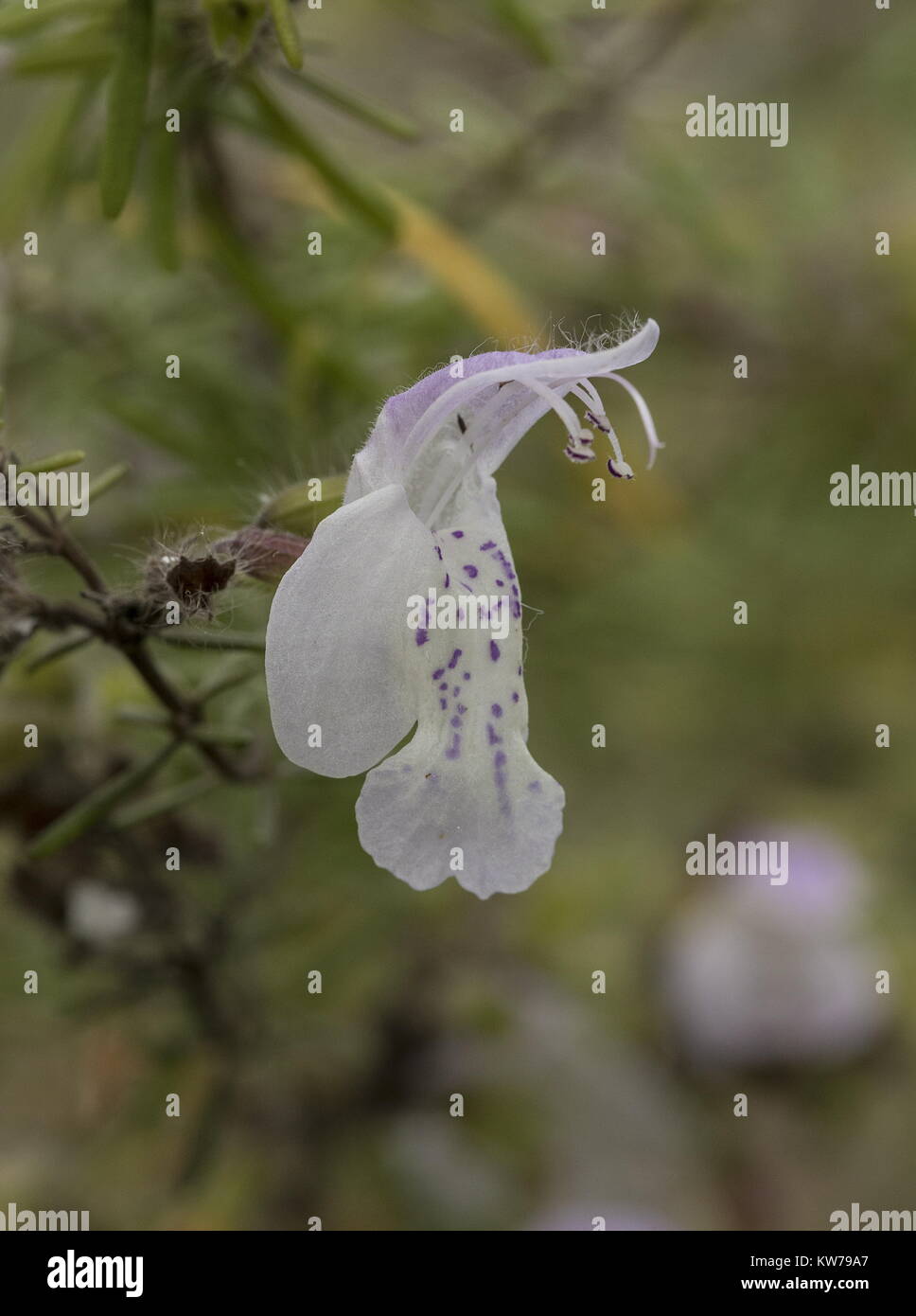 Georgia Calamint, Calamintha georgiana, in flower in Florida. Stock Photo