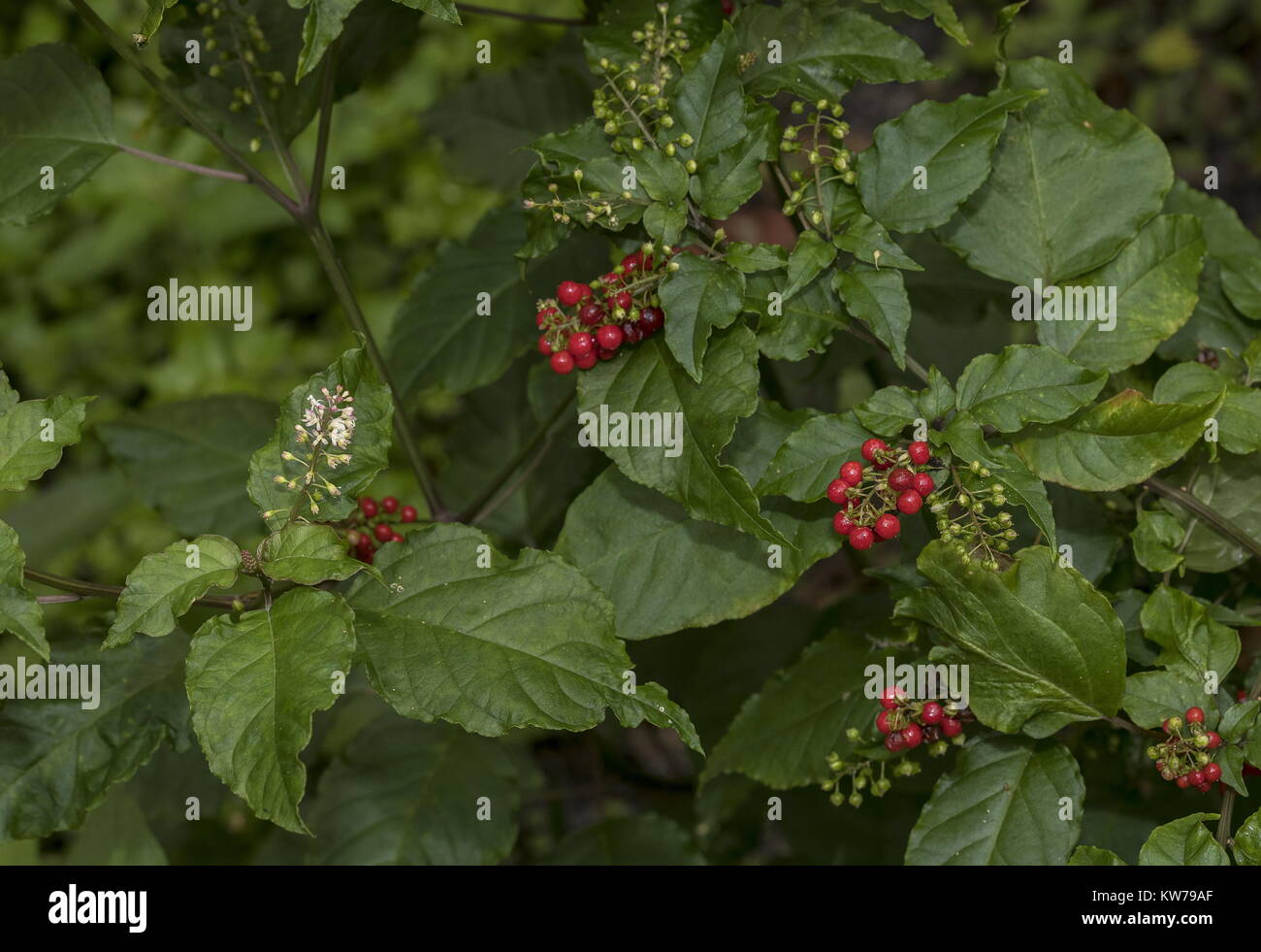 Rougeplant, Rivina humilis, in flower and fruit; native to southern USA, and widely grown in gardens. Florida. Stock Photo