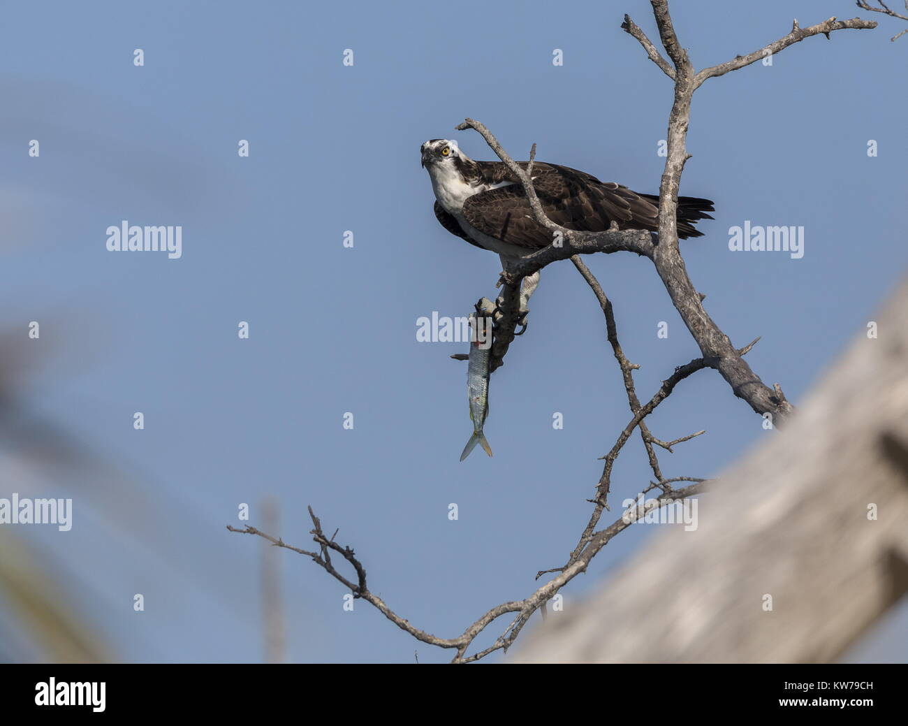 Osprey in tree with its prey - a long-beaked, fish, the ballyhoo, Hemiramphus sp. Florida. Stock Photo