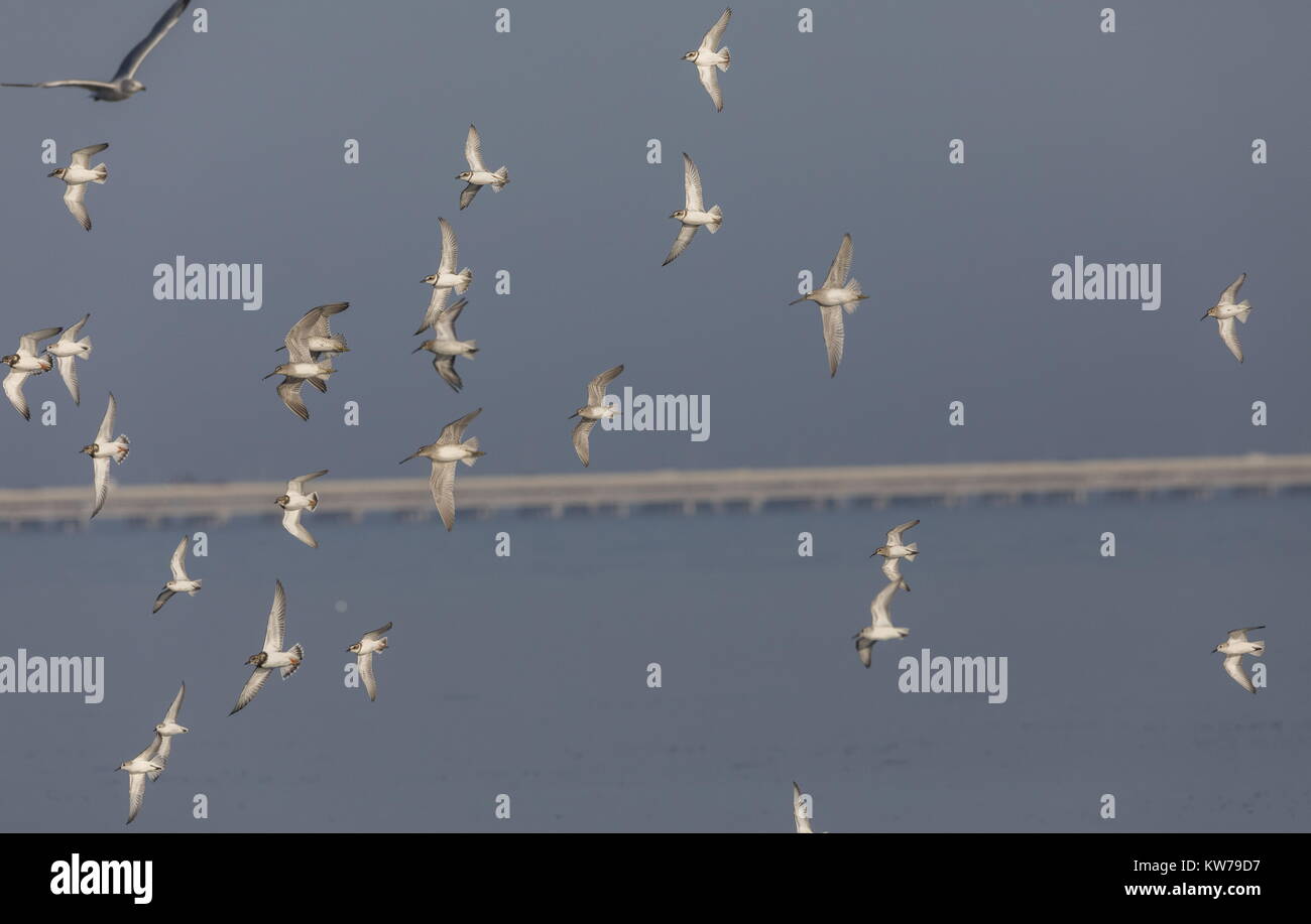 Mixed wader or shorebird flock in flight, including Semipalmated Plover, Marbled Godwit, Ruddy Turnstone etc over Tampa Bay, Florida. Stock Photo