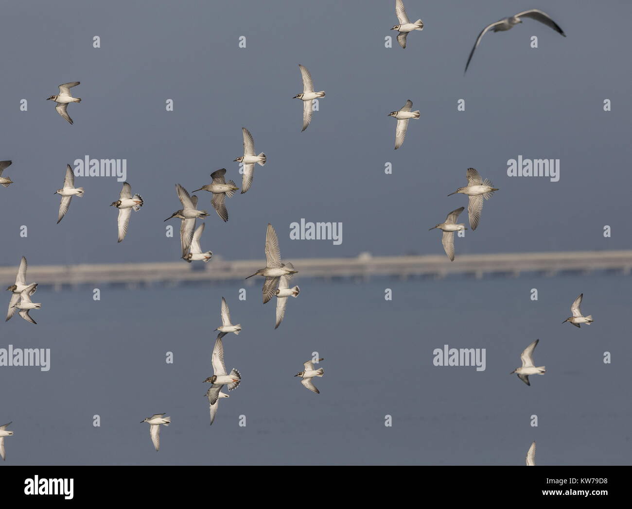 Mixed wader or shorebird flock in flight, including Semipalmated Plover, Marbled Godwit, Ruddy Turnstone etc over Tampa Bay, Florida. Stock Photo