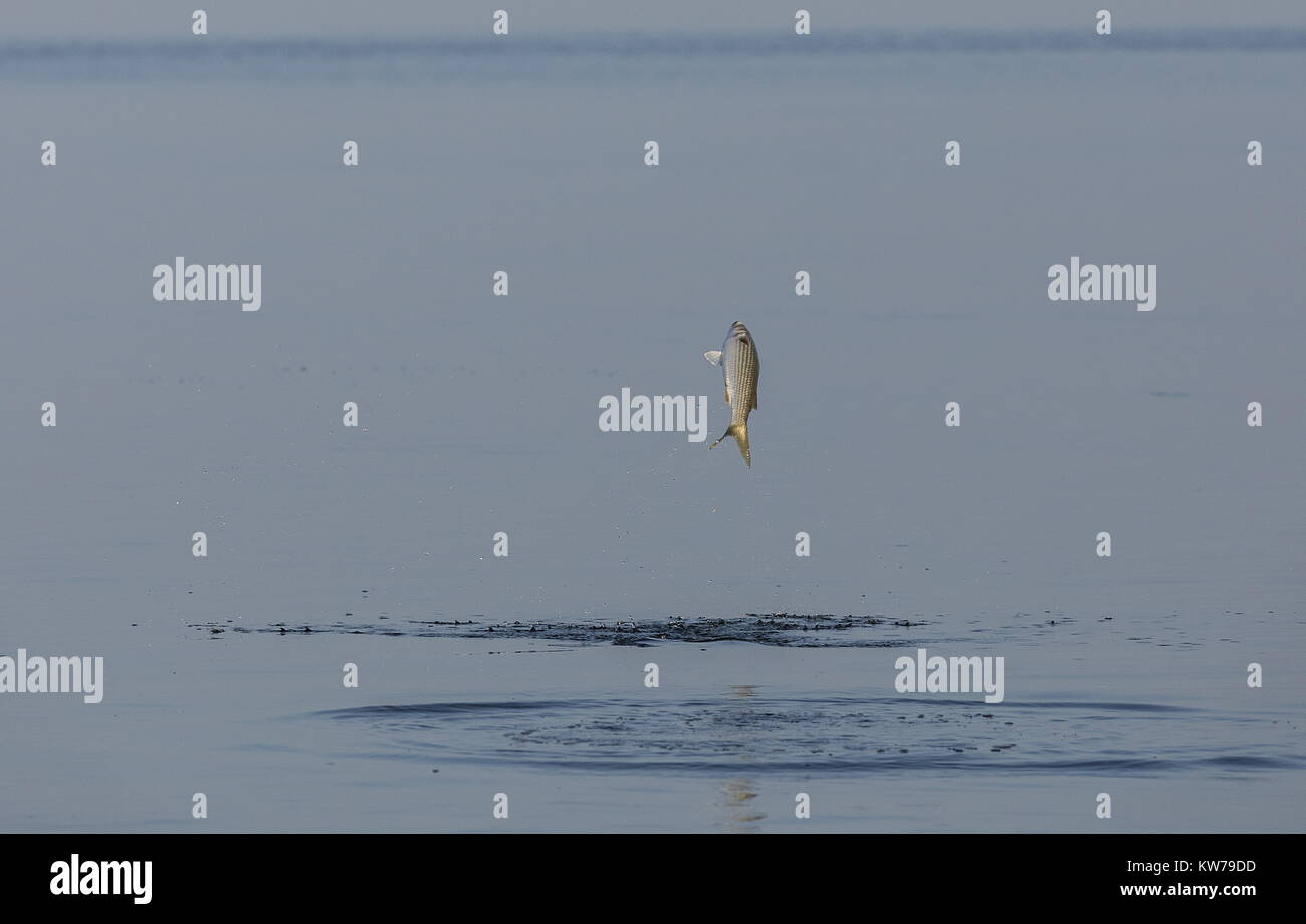 Striped mullet, Mugil cephalus, jumping, in the shallow water of Tampa bay. Florida. Stock Photo