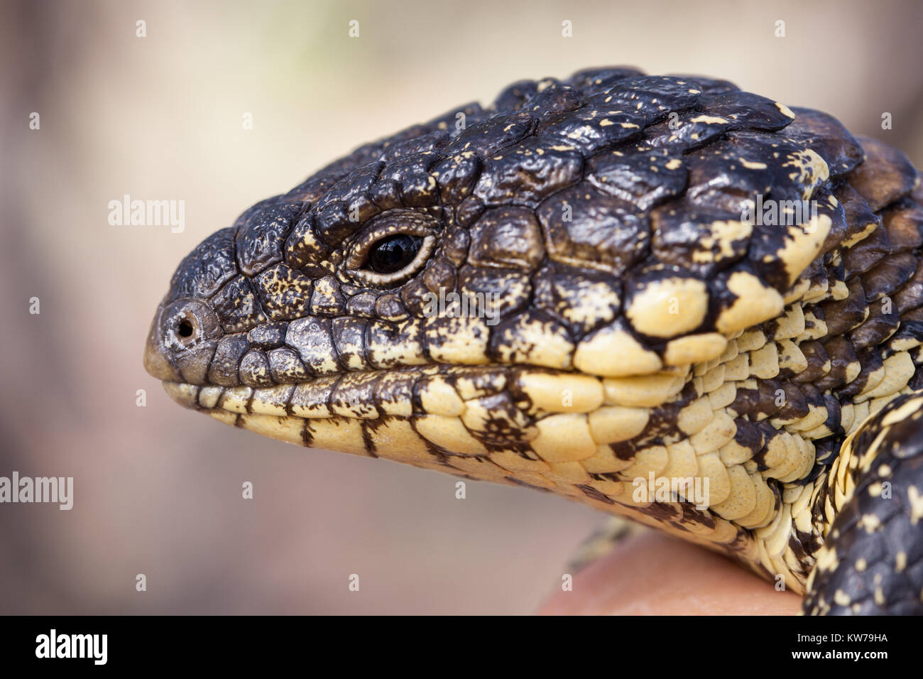Australian shingleback lizard hires stock photography and images Alamy