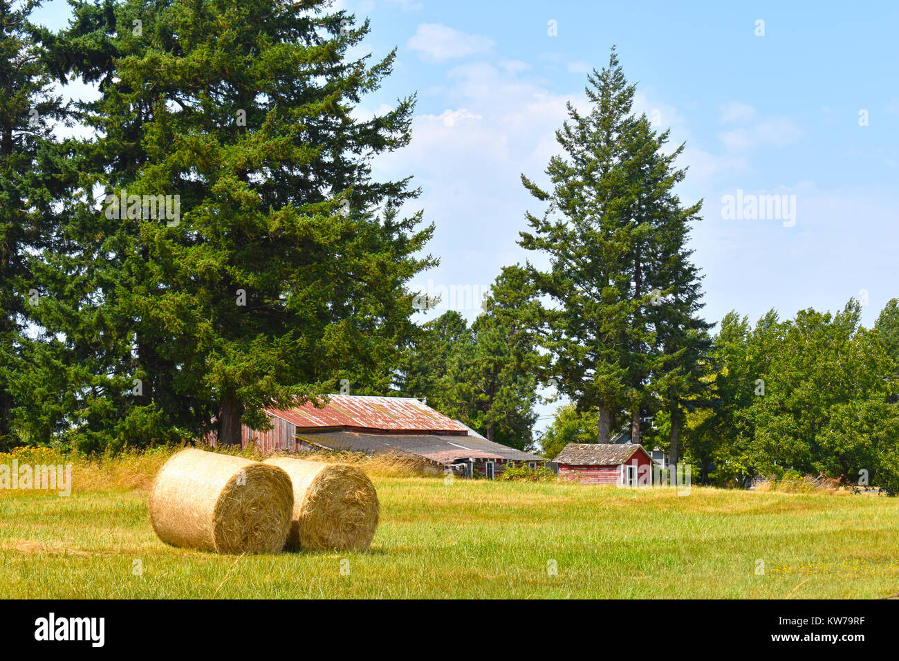 Two hay bales lying in a grassy field with a large and small barn in ...