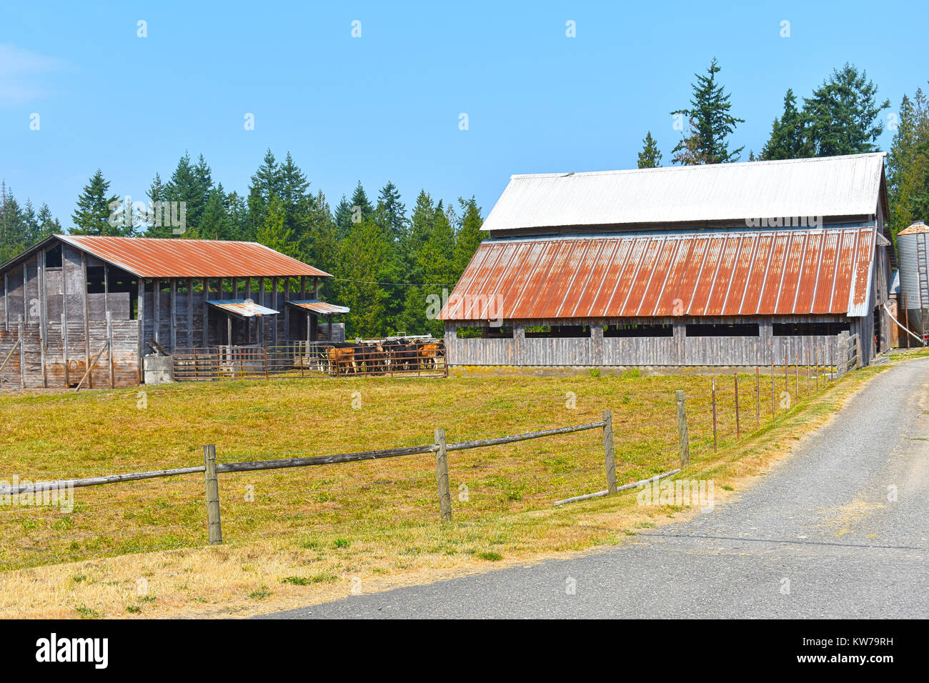 A cattle farm in the Pacific Northwest City of Bellingham, Washington ...