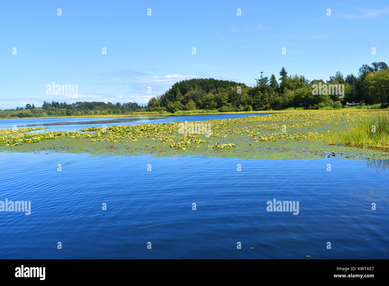 Beautiful Lake Terrell in the Pacific Northwest city of Ferndale, Washington, USA. Home to waterfowl and various fish.  Tournaments are held here. Stock Photo