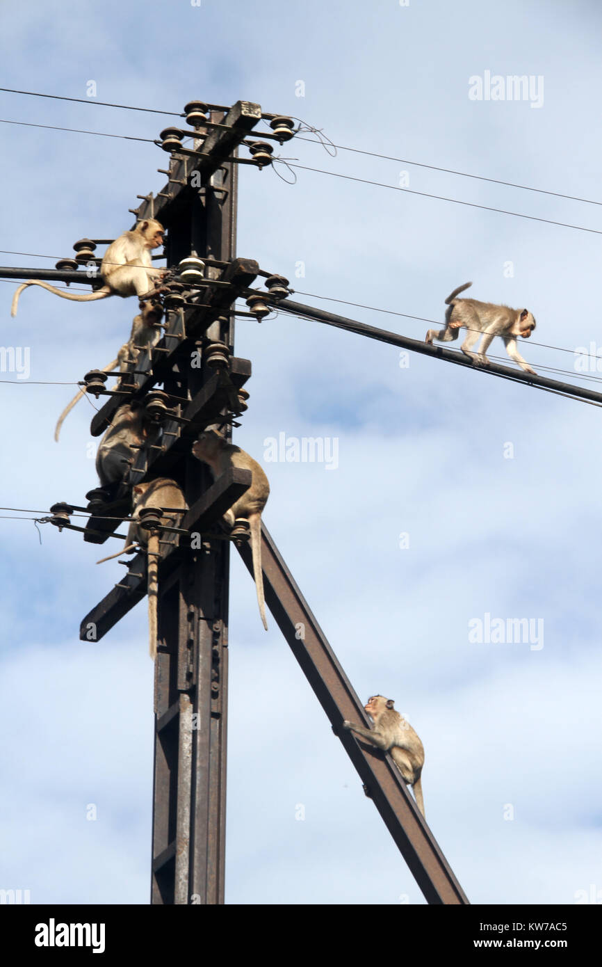 A lot of monkeys on electric wire in Lop Buri, Thailand Stock Photo Alamy