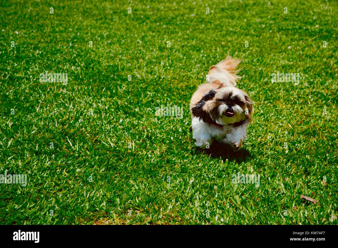 Little dog playing outdoors Stock Photo Alamy