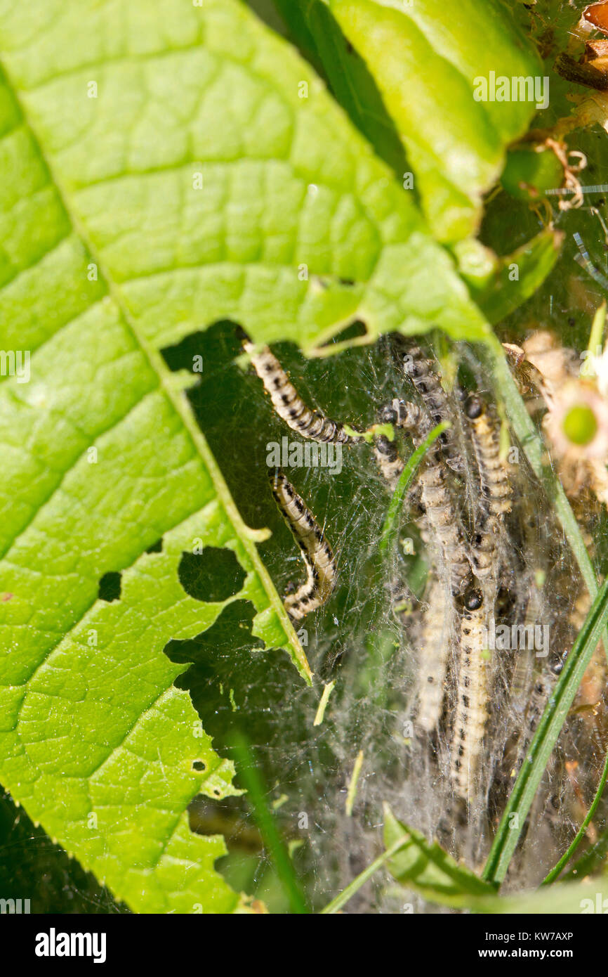 Birdcherry ermine moth larva Stock Photo Alamy