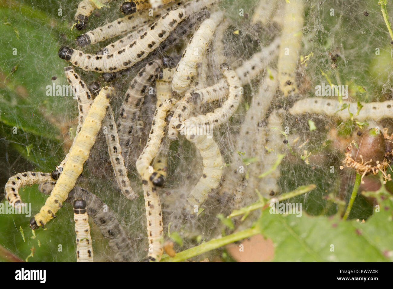 Birdcherry ermine moth larva Stock Photo Alamy