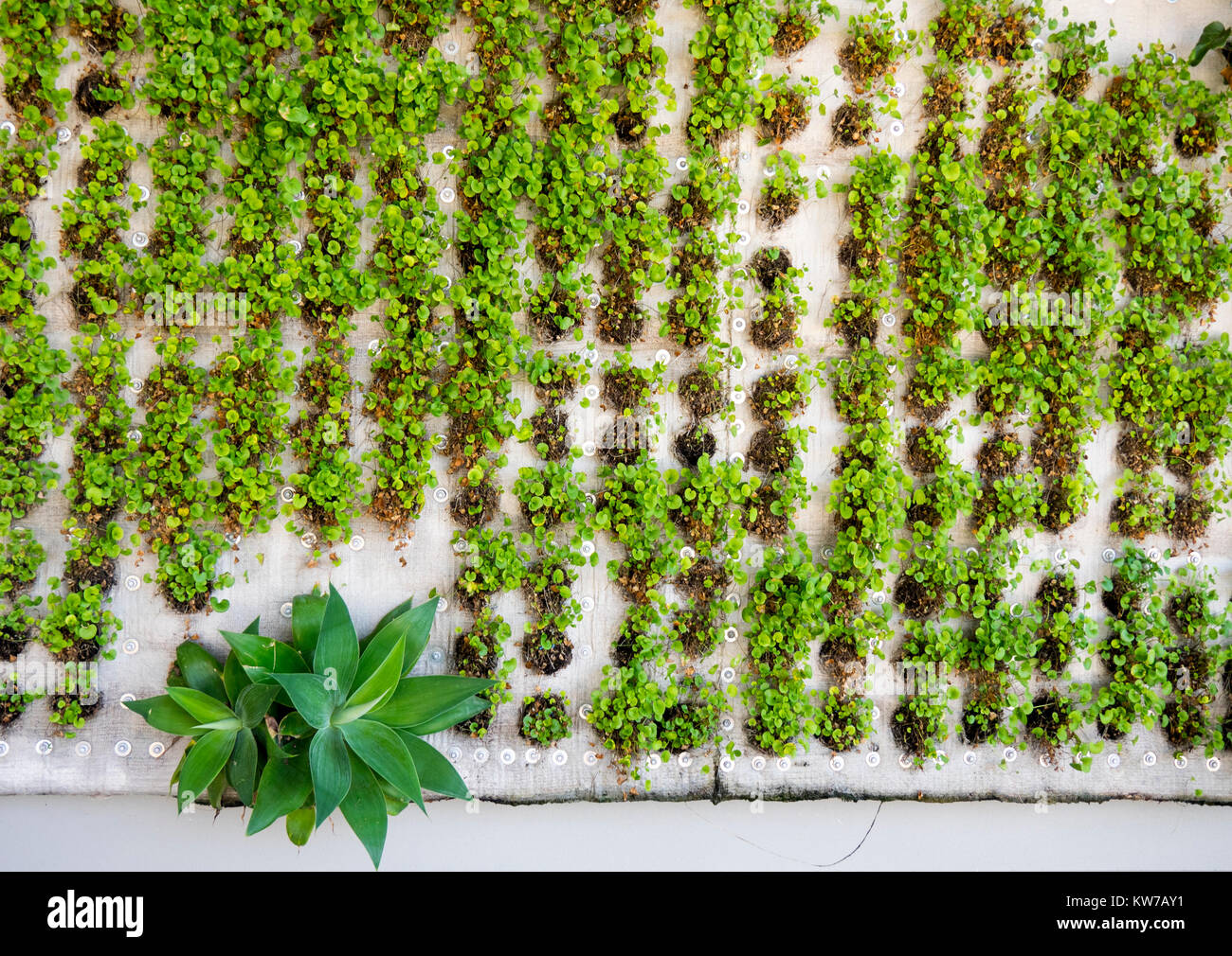 Vertical garden wall hi-res stock photography and images - Alamy