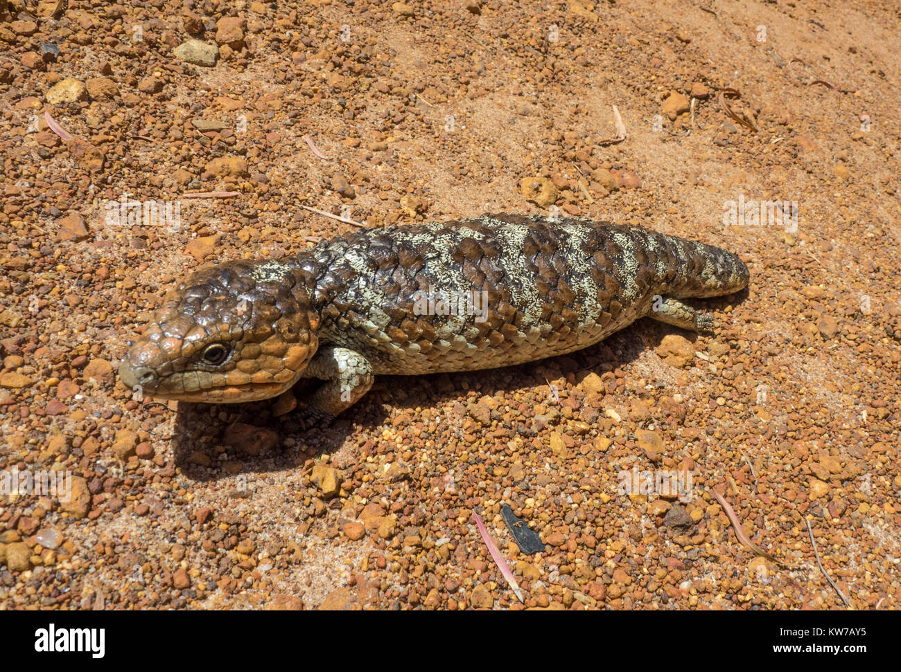 Tiliqua rugosa, or bobtail or blue tongue lizard. Stock Photo