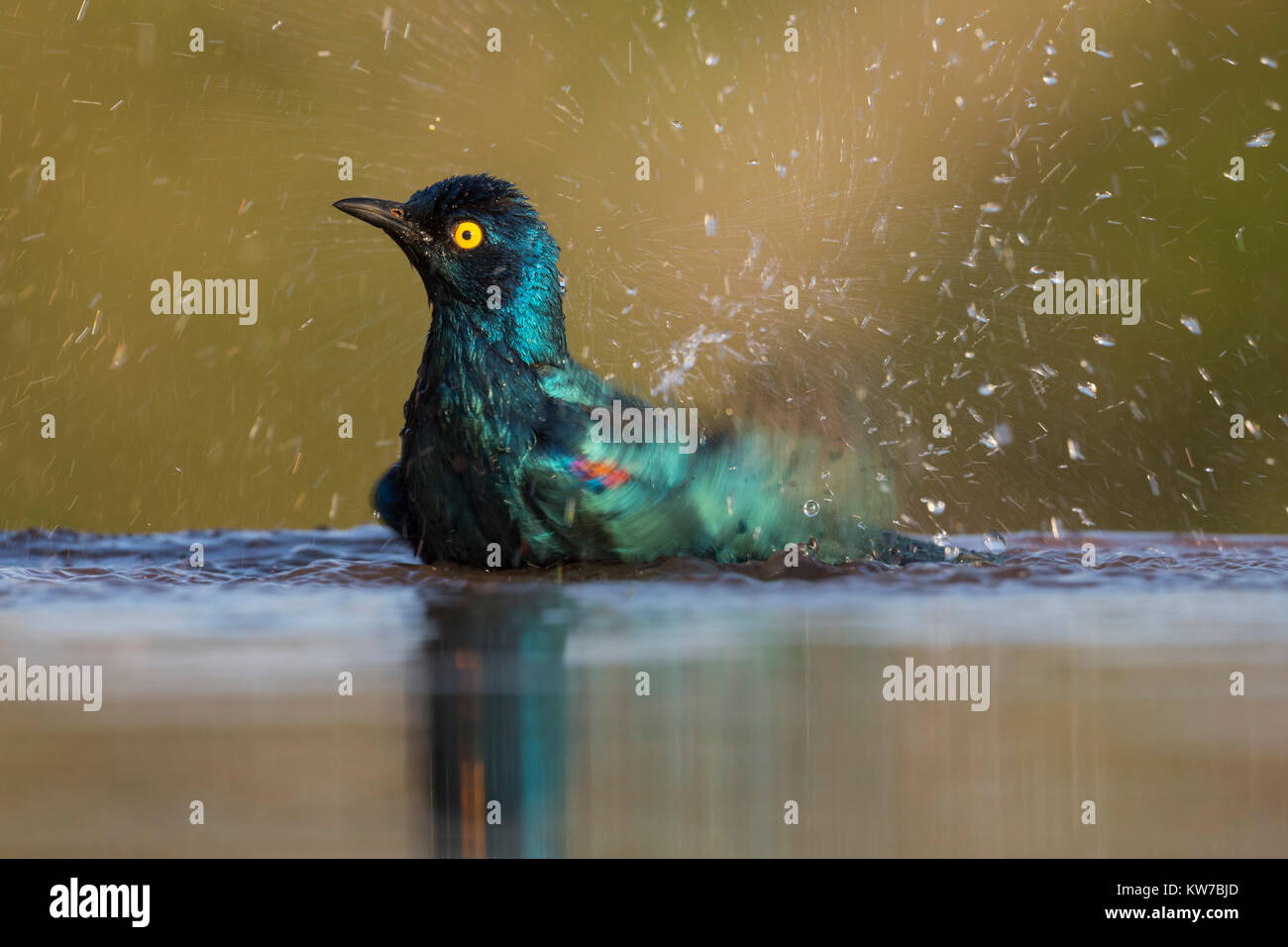 Cape glossy starling (Lamprotornis nitens) bathing, Zimanga private game reserve, South Africa, June 2017 Stock Photo