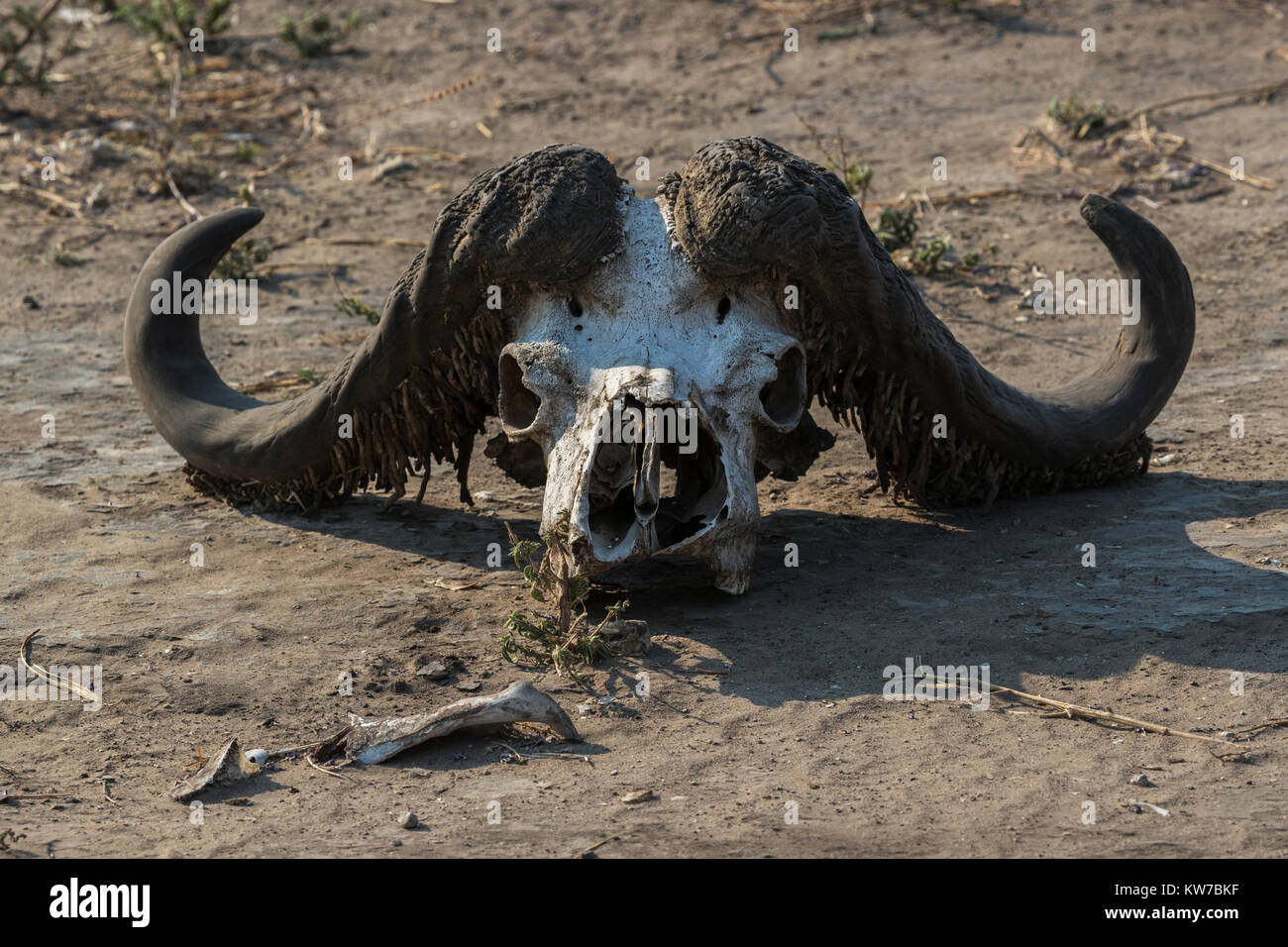 Cape buffalo (Syncerus caffer) skull, with larval cases of horn moth sp., Chobe National Park, Botswana, Africa, September 2017 Stock Photo