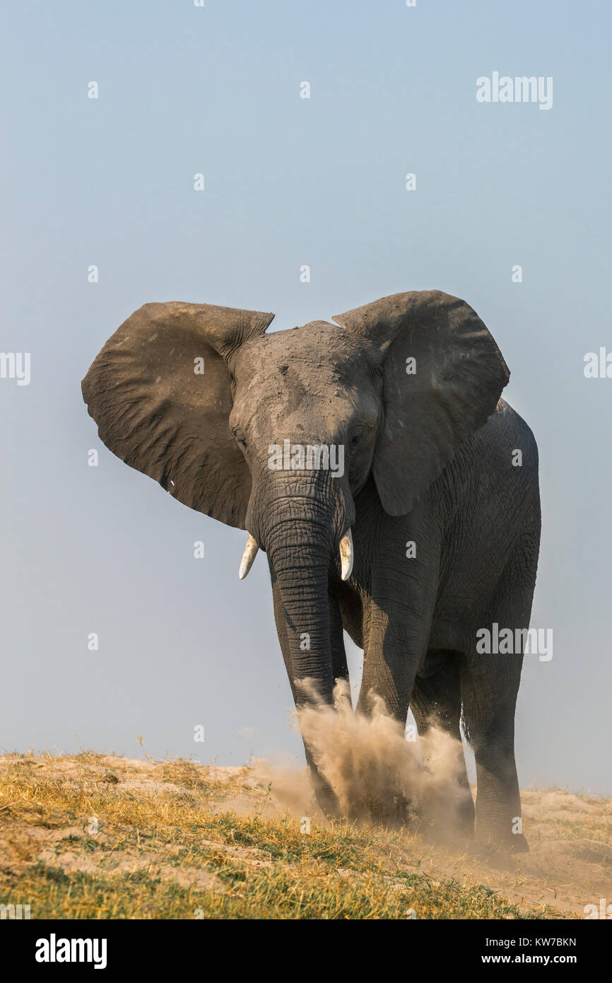 African elephant (Loxodonta africana) dusting, Chobe river, Botswana, September 2017 Stock Photo
