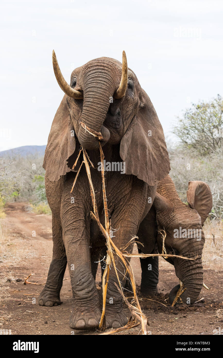 African elephants (Loxodonta africana) feeding on roots, Zimanga private game reserve, KwaZulu-Natal, South Africa, September 2017 Stock Photo