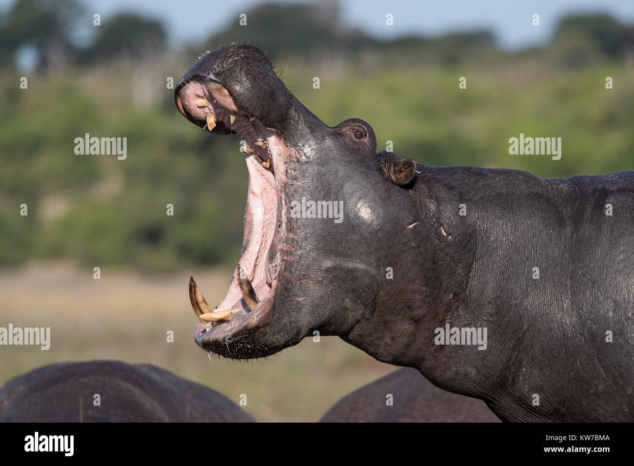 Hippo (Hippopotamus amphibius) yawning, Chobe national park, Botswana, Africa, June 2017 Stock Photo