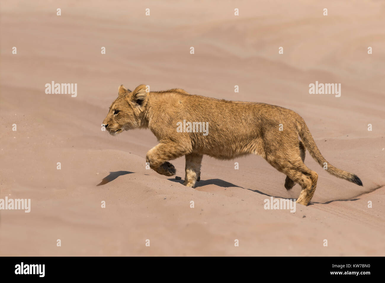 2017 African Lion High Resolution Stock Photography and Images - Alamy